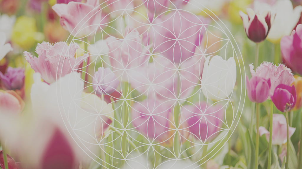 Pink tulips with a white flower of life design superimposed