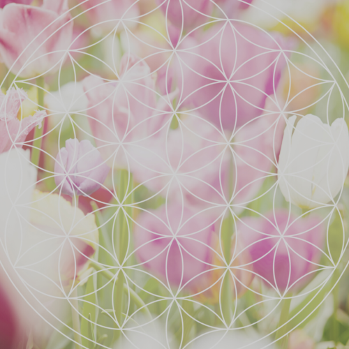 Pink tulips with a white flower of life design superimposed